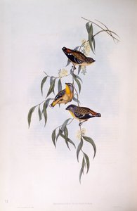 斑点狗（Pardalotus punctatus），约翰-古尔德的雕刻作品 作者 约翰·古尔德