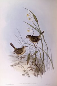 有条纹的菖蒲（Calamanthus fuliginosus），约翰-古尔德的雕刻作品 作者 约翰·古尔德