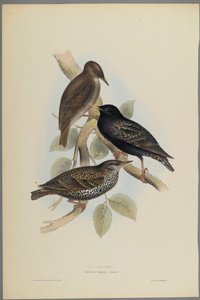 Sturnus Vulgaris  -  Starling（编织纸上的彩色光刻）
