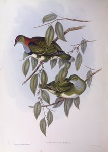 极品果鸽（Ptilinopus superbus），约翰-古尔德的雕刻作品 作者 约翰·古尔德