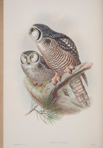 Surnia Funerea，约翰古尔德的“英国鸟类”杂志，1862-73出版（手工彩色版画） 作者 约翰·古尔德