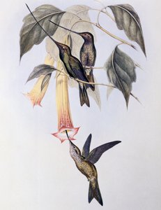 剑嘴蜂鸟(Docimastes ensiferus) 作者 约翰·古尔德