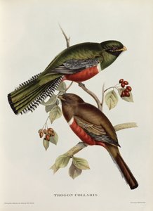 来自&39;热带鸟&39;的Trogon Collaris，19世纪（彩色光刻）