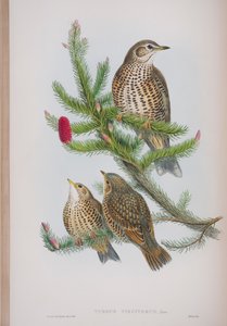 Turdus Viscivorus，来自英国鸟类的约翰古尔德，1862-73出版（手工彩色版画） 作者 约翰·古尔德