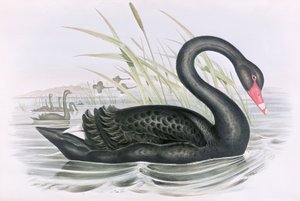 图片不明 作者 约翰·古尔德