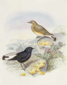 变异麦穗鸟（Oenanthe picata），约翰-古尔德的雕刻作品 作者 约翰·古尔德