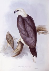 白腹鱼鹰（Haliaeetus leucogaster），约翰-古尔德的雕刻作品 作者 约翰·古尔德