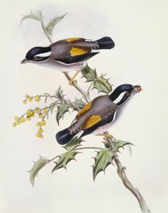 白眉鸟（Pteruthius flaviscapis），John Gould的雕刻作品 作者 约翰·古尔德