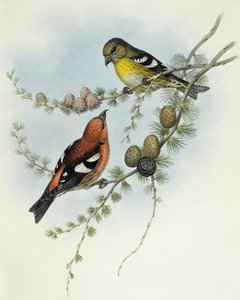 白翅十字鹦鹉（Loxia leucoptera），约翰-古尔德的雕刻作品 作者 约翰·古尔德
