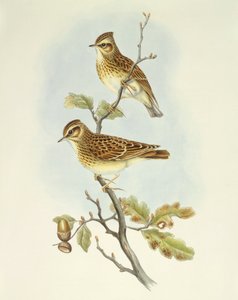 木百灵（Lullula arborea），约翰-古尔德的雕刻作品 作者 约翰·古尔德