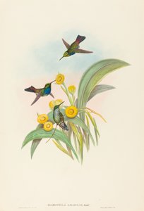 蓝胸蜂鸟 作者 约翰·古尔德和 HC Richter