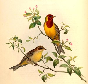 红发彩旗Emberiza bruniceps布兰特 作者 约翰·古尔德和亨利·里希特