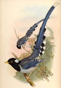 黄嘴蓝喜U Urocissa flavirostris（Blyth） 作者 约翰·古尔德和亨利·里希特