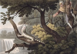墨西哥蜥蜴捕手，由Matthew Dubourg（1785-1820）刻，由Edward Orme出版，1813年
