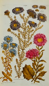 紫ster，1795-73年 作者 约翰·希尔