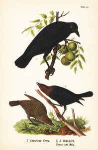 美国乌鸦，Corvus brachyrnchos 1，和棕头牛鸟，Molothrus ater，女性2，男性3