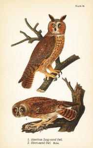 美国长耳猫头鹰 Asio otus 1 和短耳鸮与猎物 Asio flammeus 2，雄性