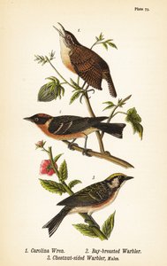 卡罗莱纳鹪鹩、Thryothorus ludovicianus 1、湾胸莺、Setophaga castanea 2、栗翅莺、Setophaga pensylvanica 3
