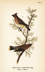 雪松蜡翅，Bombycilla cedrorum 雪松鸟或雪松蜡翅，雄性1只，雌性2只