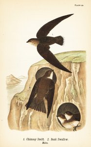 烟雨燕，Chaetura pelagica 1，银燕，Riparia riparia 2，雄性 作者 约翰·詹姆斯（后）奥杜邦