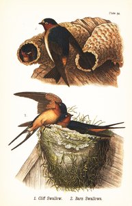 悬崖燕子，Petrochelidon pyrrhonota 1，和谷仓燕子，Hirundo rustica 2 作者 约翰·詹姆斯（后）奥杜邦