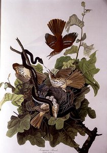 瓦氏鸫，出自《美洲鸟类》，由罗伯特-哈维尔（1793-1878）雕刻（彩色雕刻）。 作者 约翰·詹姆斯（后）奥杜邦