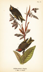 金冠小王, Regulus satrapa 作者 约翰·詹姆斯（后）奥杜邦
