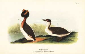 有角的格里布、Podiceps auritus、成年雄性1和冬天全身羽毛的雌性 作者 约翰·詹姆斯（后）奥杜邦