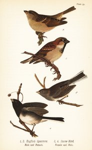 家麻雀、Passerdomesticus 和黑眼 junco、Junco hyemalis