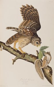 约翰-詹姆斯-奥杜邦的《美国鸟类》中的插图 作者 约翰·詹姆斯（后）奥杜邦