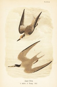 最小燕鸥, Sternula antillarum, 成虫 1, 幼鸟, 秋羽 2 作者 约翰·詹姆斯（后）奥杜邦