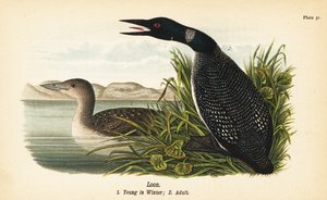 Loon, Gavia immer, 冬季幼鱼 1, 成人 2 作者 约翰·詹姆斯（后）奥杜邦