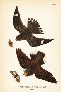 Night-hawk，Chordeiles minor 1 和 Easternwhip-poor-will，Antrostomus vociferus，whip-poor-will 2，雄性