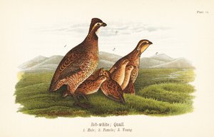 北波白, Colinus virginianus 作者 约翰·詹姆斯（后）奥杜邦