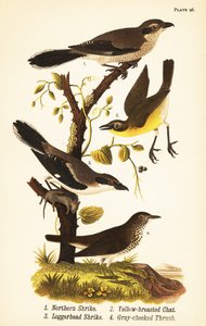 Northern shrike, Lanius borealis 1, yellow-breasted chat, Icteria virens 2, loggerhead shrike, Lanius ludovicianus 作者 约翰·詹姆斯（后）奥杜邦