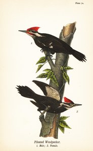 Pileated woodpecker, Dryocopus pileatus, male 1, female 2 作者 约翰·詹姆斯（后）奥杜邦