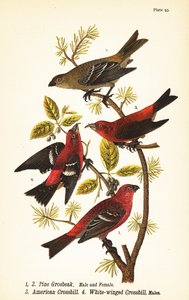 Pine grosbeak, Pinicola enucleator, male 1, female 2, American crossbill or red crossbill,  Loxia curvirostra 3, white-winged crossbill, Loxia leucoptera 4, males 作者 约翰·詹姆斯（后）奥杜邦