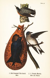 红胸黄雀，Sitta canadensis，雄性1，和紫貂，Progne subis，雄性2，雌性3 作者 约翰·詹姆斯（后）奥杜邦