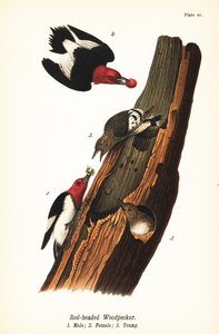 红头啄木鸟，Melanerpes erythrocephalus，雄性1，雌性2，幼鸟3
