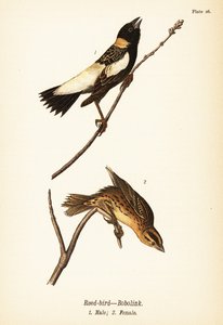 芦苇鸟或 bobolink，Dolichonyx oryzivorus，雄性 1，雌性 2 作者 约翰·詹姆斯（后）奥杜邦