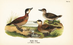 红鸭, Oxyura jamaicensis, 雄性 1,2, 雌性 3 作者 约翰·詹姆斯（后）奥杜邦