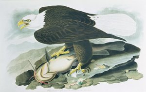 美洲鸟类》中的秃头鹰，R. Havell 1829 年雕刻m （彩色雕刻）。 作者 约翰·詹姆斯（后）奥杜邦