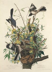 嘲笑鸟 作者 约翰·詹姆斯（后）奥杜邦