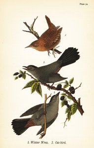 冬鹪鹩，Troglodytes hiemalis 1，和灰猫鸟，Dumetella carolinensis猫鸟 2 作者 约翰·詹姆斯（后）奥杜邦