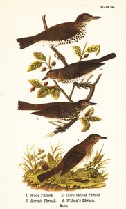 Wood thrush、Hylocichia mustelina 1、Swainson
