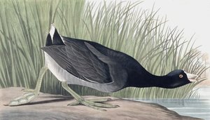 American Coot，Fulica Americana，来自John The Audubon的“The Birds of America”，酒吧。 1827年至1838年 作者 约翰·詹姆斯·奥杜邦