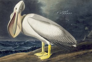 美国白鹈鹕，Pelecanus Erythrorhynchos，来自John The Audubon，酒吧的“美国鸟类”。 1827年至1838年 作者 约翰·詹姆斯·奥杜邦