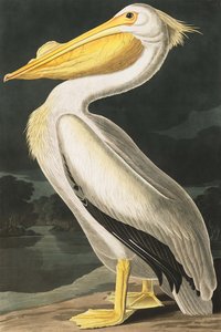 美国白鹈鹕，Pelecanus Erythrorhynchos，来自John The Audubon，酒吧的“美国鸟类”。 1827年至1838年 作者 约翰·詹姆斯·奥杜邦