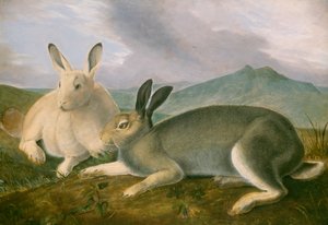 Arctic Hare，c.1841（笔和黑色墨水，纸上有水彩和油画颜料） 作者 约翰·詹姆斯·奥杜邦