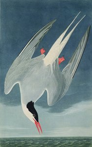 Arctic Tern，来自&39;Birds of America&39;，由Robert Havell（1793-1878）雕刻，于1835年出版
